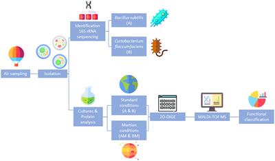 Bacterial molecular machinery in the Martian cryosphere conditions